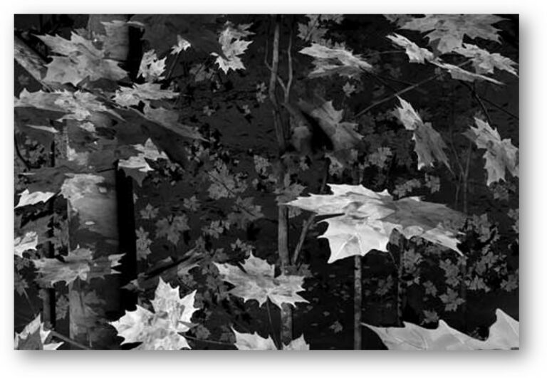 Waldstück 4.3 2015 Aquarell, Silbergelatine auf Baryt. Gerahmt 180 x 120 cm