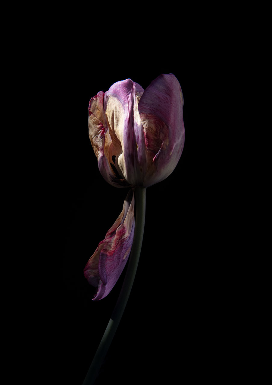 Garden of Eden_the colourful tulip_photo CvdPuttelaar_s