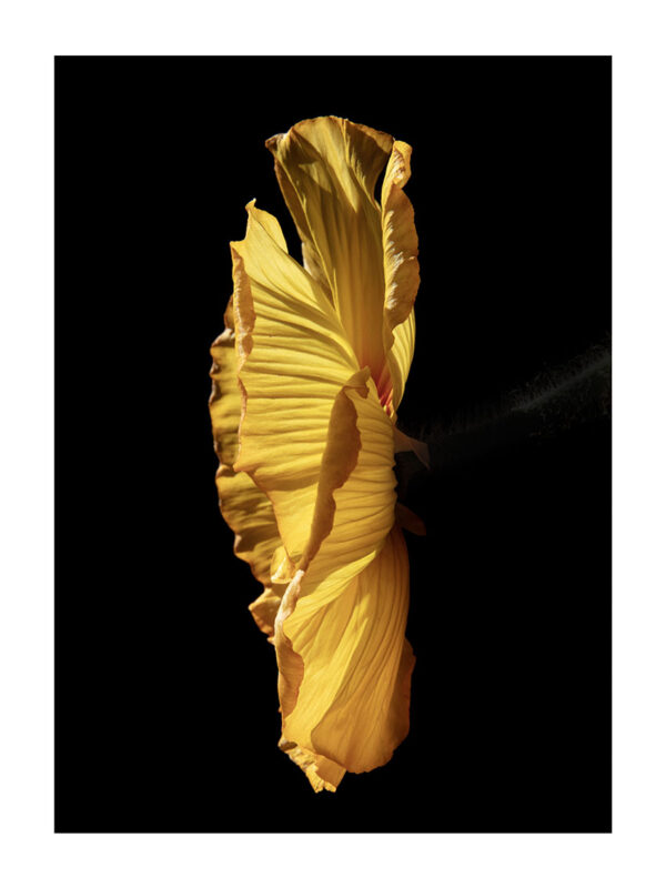 Carla van de Puttelaar Edition 15 + 2 AP