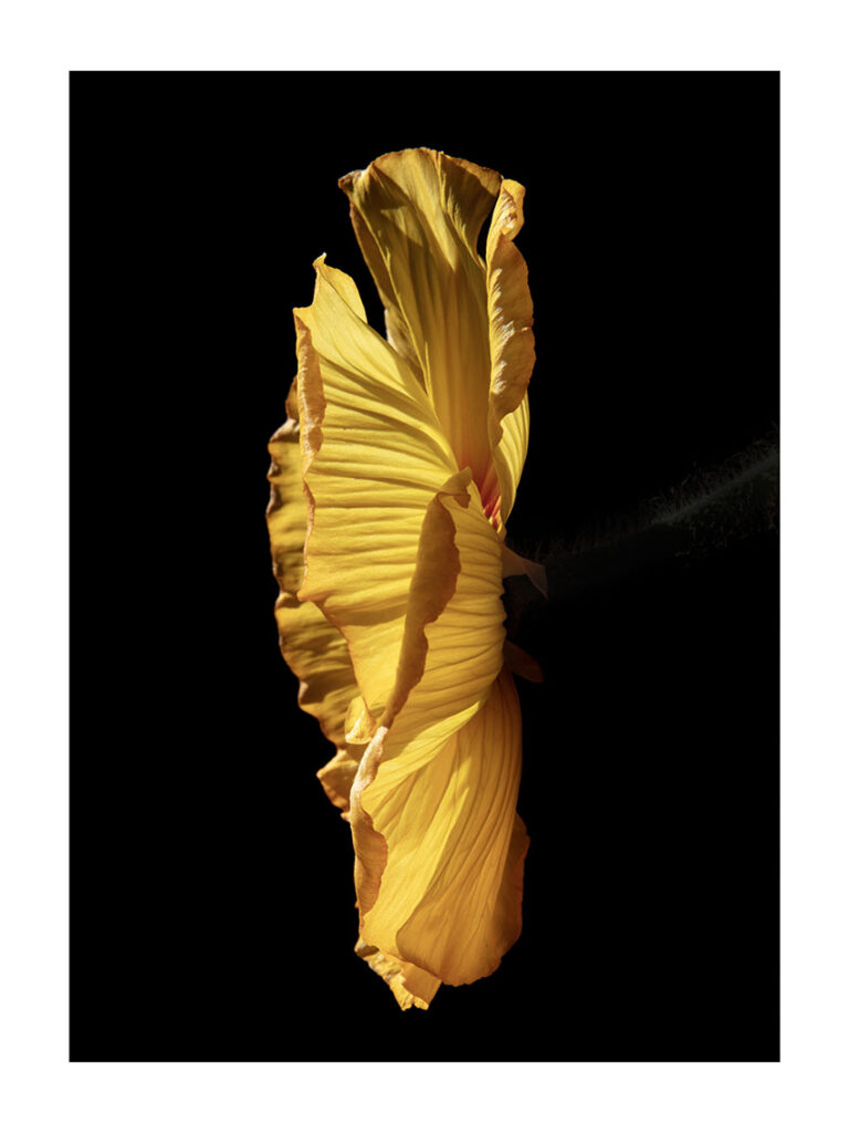 Carla van de Puttelaar Edition 15 + 2 AP