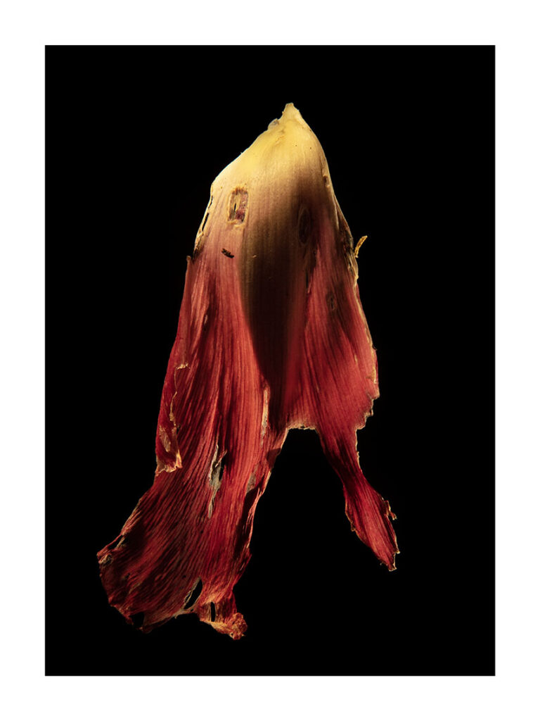 Carla van de Puttelaar Edition 15 + 2 AP